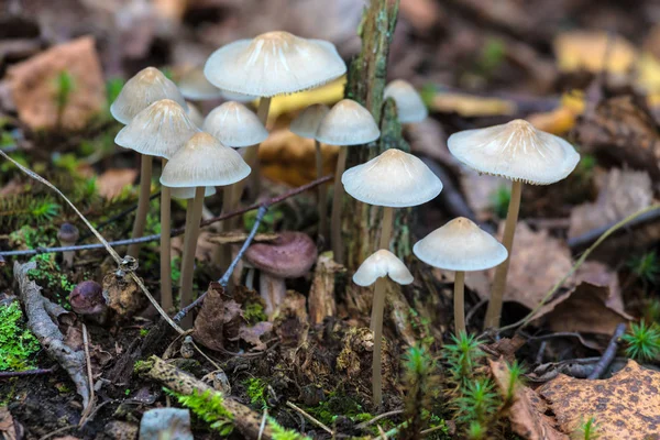 森の家族や草と古いの間でカイツブリや毒キノコ茸のコロニーを残します 自然な夏や秋の風景 — ストック写真