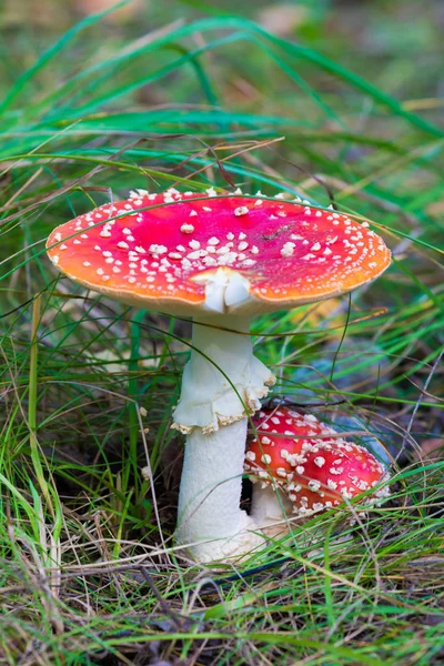 Família Colônia Mashrooms Agáricos Entre Grama Folhas Velhas Floresta Paisagem — Fotografia de Stock