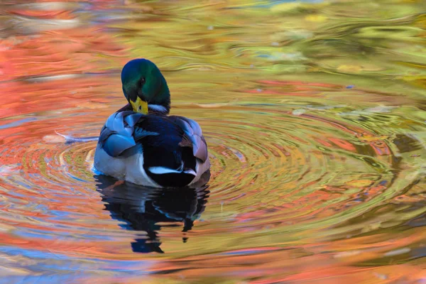Duck Drake City Lake Pound Cleaning Plumage Water Colored Yellow — Stock Photo, Image