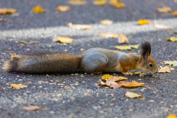 Ekorren Spelar Parken Letar Frön Nötter Och Ekollon Den Soliga — Stockfoto