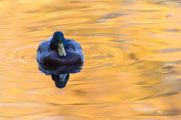 Pato Drake Lago Cidade Libra Nadando Água Colorida Amarelo Vermelho — Fotografia de Stock