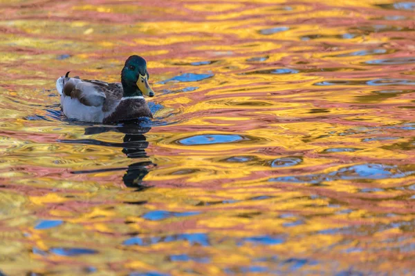 Pato Drake Lago Cidade Libra Nadando Água Colorida Amarelo Vermelho — Fotografia de Stock