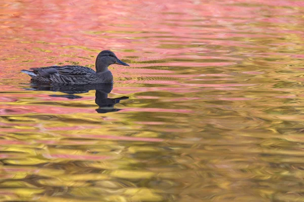 The duck or drake in the city lake or the pound swimming in the water colored in yellow, red and orange