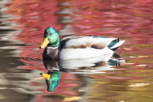 Canard Drake Dans Lac Ville Livre Nageant Dans Eau Colorée — Photo