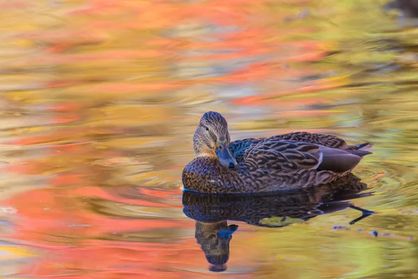 Canard Drake Dans Lac Ville Livre Nageant Dans Eau Colorée — Photo
