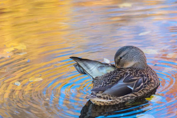 Canard Drake Dans Lac Ville Plumage Nettoyage Livre Dans Eau — Photo