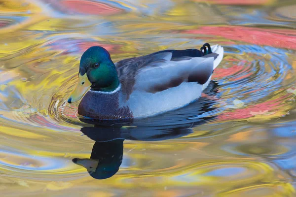 Pato Drake Lago Cidade Plumagem Limpeza Libra Água Colorida Amarelo — Fotografia de Stock