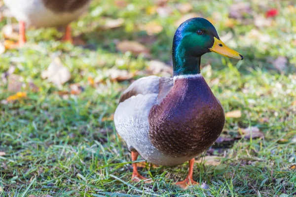 The duck or drake in the city park near the lake or the pound staning on the grass
