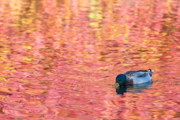 Anatra Drake Nel Lago Della Città Piumaggio Pulizia Libbra Nell — Foto Stock