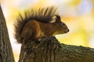 Parkta bir ağaç dalı ormanda sıcak ve güneşli sonbahar günü arka planda sarı yaprakların üzerinde oturan sincap