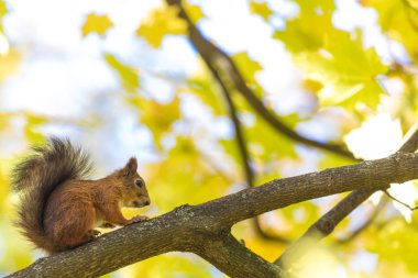 Parkta bir ağaç dalı ormanda sıcak ve güneşli sonbahar günü arka planda sarı yaprakların üzerinde oturan sincap