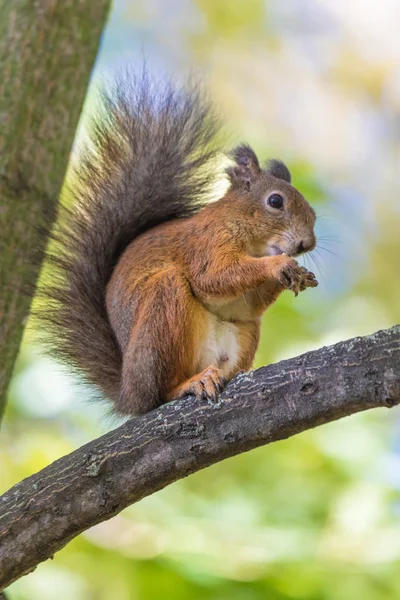 Esquilo Sentado Ramo Uma Árvore Parque Dia Quente Ensolarado Outono — Fotografia de Stock