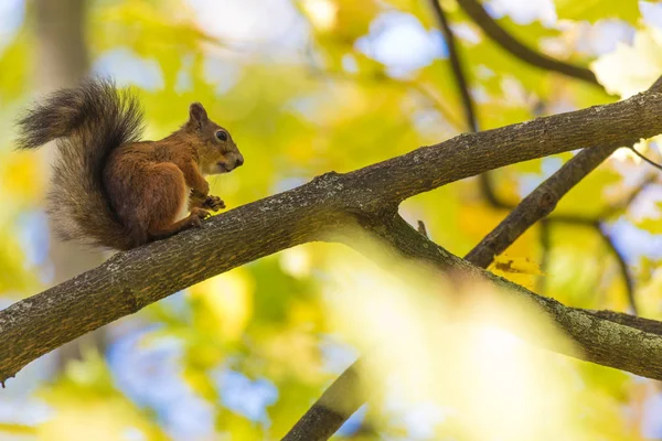 Esquilo Sentado Ramo Uma Árvore Parque Floresta Dia Quente Ensolarado — Fotografia de Stock