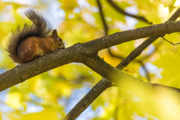 Esquilo Sentado Ramo Uma Árvore Parque Floresta Dia Quente Ensolarado — Fotografia de Stock