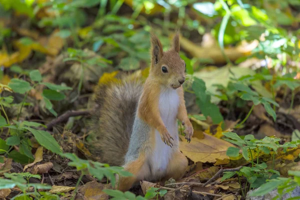 Scoiattolo Terra Del Parco Autunnale Foresta Nella Calda Giornata Sole — Foto Stock