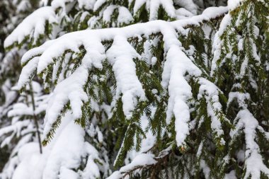 Beyaz ve yeşil güzel kar ve parkta hoar altında çam veya Ladin ağacının dalları arka plan üzerinde ormanda kış