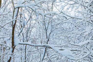Ormandaki veya kar ve hoar altında parkta ağaçların dalları beyaz güzel kış arka plan