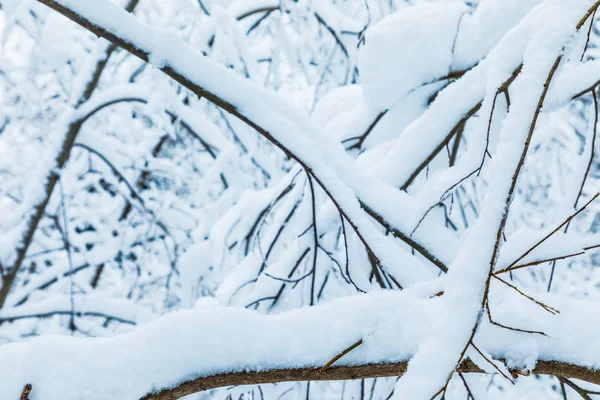Tle Biały Piękny Zimowy Gałęzie Drzew Lesie Lub Parku Pod — Zdjęcie stockowe