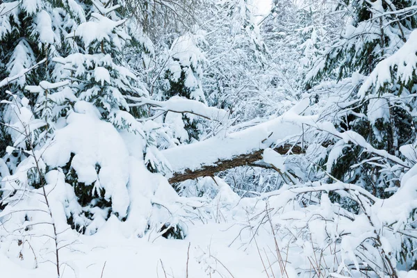 Zima Las Lub Park Spadające Drzewo Krajobraz Piękne Bajki Snowy — Zdjęcie stockowe