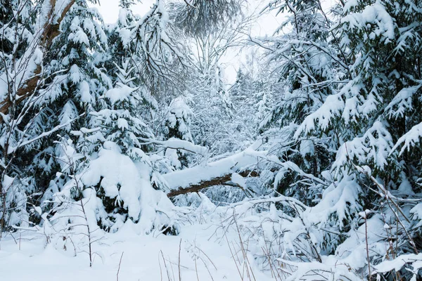 Zima Las Lub Park Spadające Drzewo Krajobraz Piękne Bajki Snowy — Zdjęcie stockowe