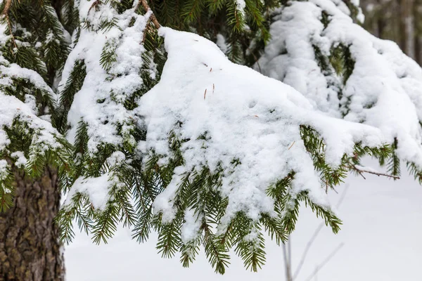 Biały Zielony Piękne Zimowe Tło Gałęzie Drzewa Jodły Lub Świerka — Zdjęcie stockowe
