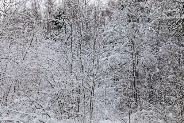 Tle Biały Piękny Zimowy Gałęzie Drzew Lesie Lub Parku Pod — Zdjęcie stockowe