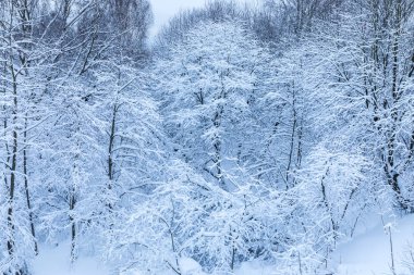 Ormandaki veya kar ve hoar altında parkta ağaçların dalları beyaz güzel kış arka plan