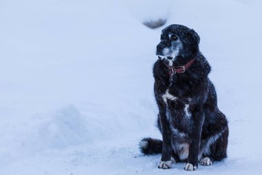 Şehrin sokak soğuk kış bulutlu gün kar üzerinde oturan evsiz ya da kayıp köpek