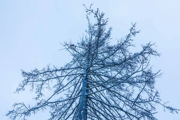 Tekstura Gałęzie Futro Czy Świerk Drzewa Pod Śniegiem Lody Siwiejący — Zdjęcie stockowe
