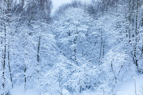 Ormandaki veya kar ve hoar altında parkta ağaçların dalları beyaz güzel kış arka plan