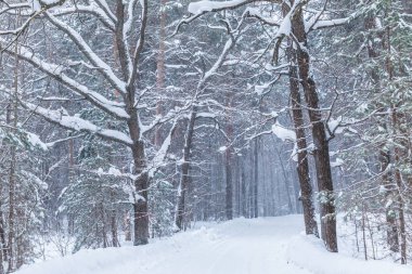 Kış orman veya park ile düşen kar fırtınasında. Firs ve spruses arasında yol ile soğuk frost Kuzey doğanın güzel beyaz karlı peri manzara