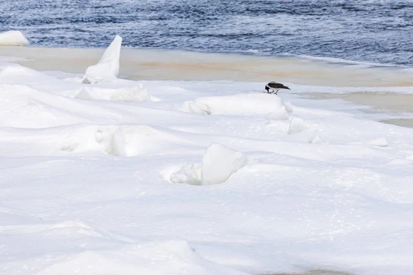 Floes 화창한 얼음에 식사를 까마귀 — 스톡 사진