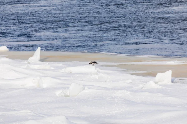 Megattere Galleggia Sul Fiume Invernale Paesaggio Primaverile Della Giornata Sole — Foto Stock