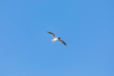 Açık mavi gökyüzü arka planda şehir parkında bahar güneşli gün tek başına uçan martı veya Mew