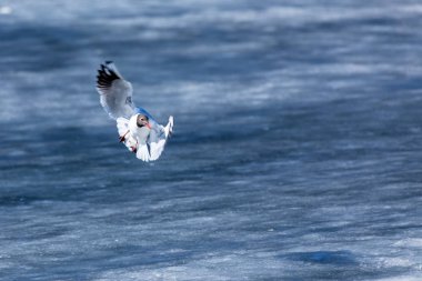 Nehir veya göl buz arka planda şehir parkında bahar güneşli gün tek başına uçan martı veya Mew