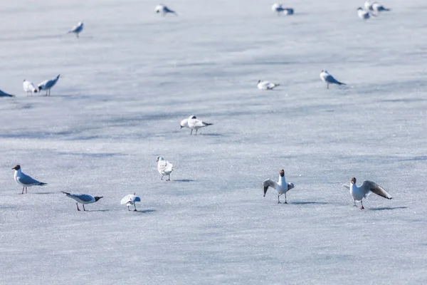 Escena Del Mercado Gaviotas Durante Temporada Apareamiento Hielo Primavera Del —  Fotos de Stock