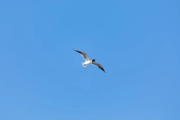 Den Ensomme Flygende Måken Eller Mjau Vårsolskinnet Byparken Bakgrunnen Den – stockfoto