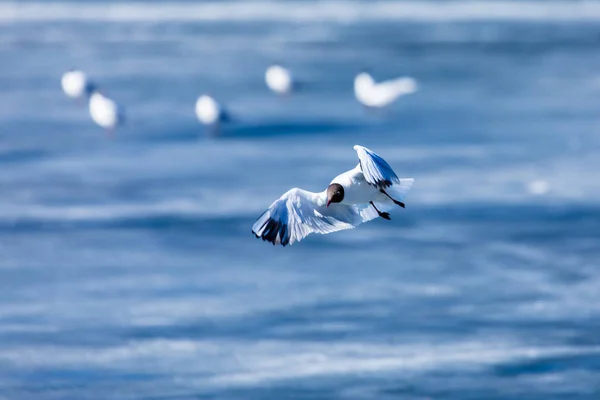 The alone flying gull or mew in the spring sunny day in the city park on the background of the river or lake ice