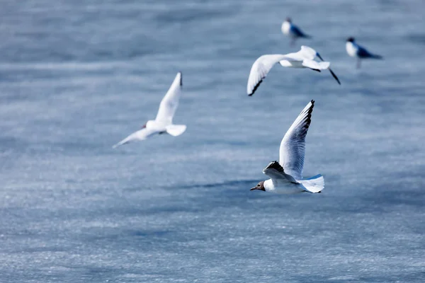 Las Gaviotas Voladoras Maullidos Día Soleado Primavera Parque Ciudad Fondo — Foto de Stock