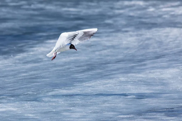 Alone Flying Gull Mew Spring Sunny Day City Park Background — Stock Photo, Image