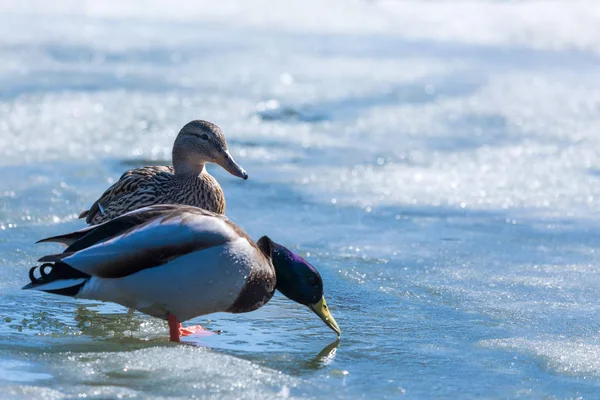 Pato Dragón Descansando Hielo Ciudad Estanque Primavera Lago Día Soleado —  Fotos de Stock