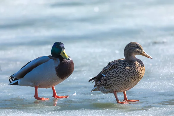 The duck and drake resting on the ice of city spring pond or lake in the sunny day