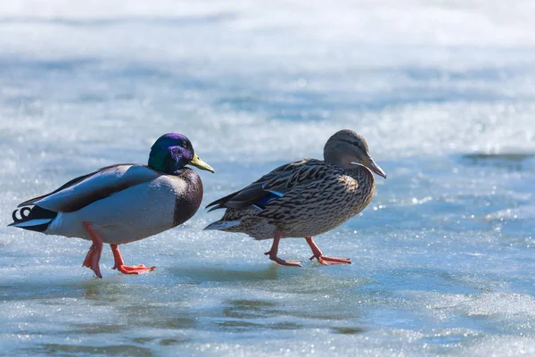 The duck and drake resting on the ice of city spring pond or lake in the sunny day