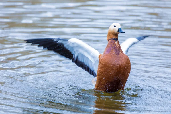 The brown duck or drake on the city pound or lake swimming and waving its wings