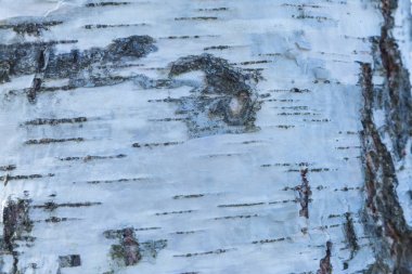 Huş kabuğu dokusu veya arka plan makro çekim