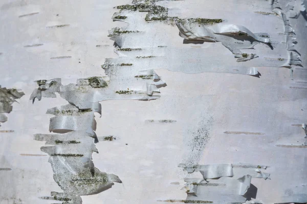 Huş kabuğu dokusu veya arka plan makro çekim