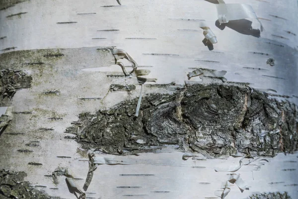 Macro Shot Birch Bark Texture Background — Stock Photo, Image