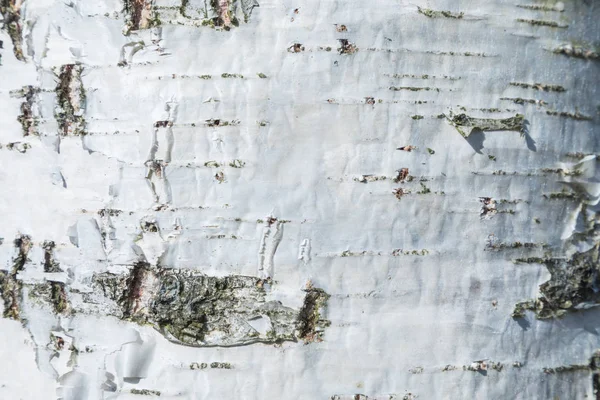 Huş kabuğu dokusu veya arka plan makro çekim