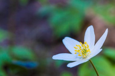 Güzel bahar orman çiçek makro çekim. Sarı stamens ve pestle ile beyaz ve mavi loblar