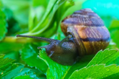 Komik meraklı salyangoz canlı ve parlak yeşil yaprakları arasında yavaş yürüyüş yapıyor güzel makro atış